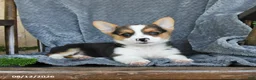 Welsh Corgi Pembroke dogs for sale: Fiona - Ad 1