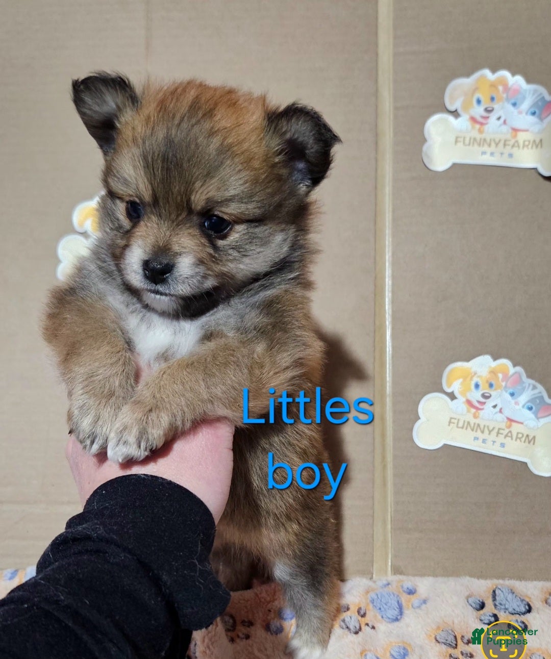 Pomeranian dogs for sale: Aussiepom "Littles" - Ad 1