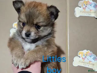 Pomeranian dogs Aussiepom "Littles" - Ad 4