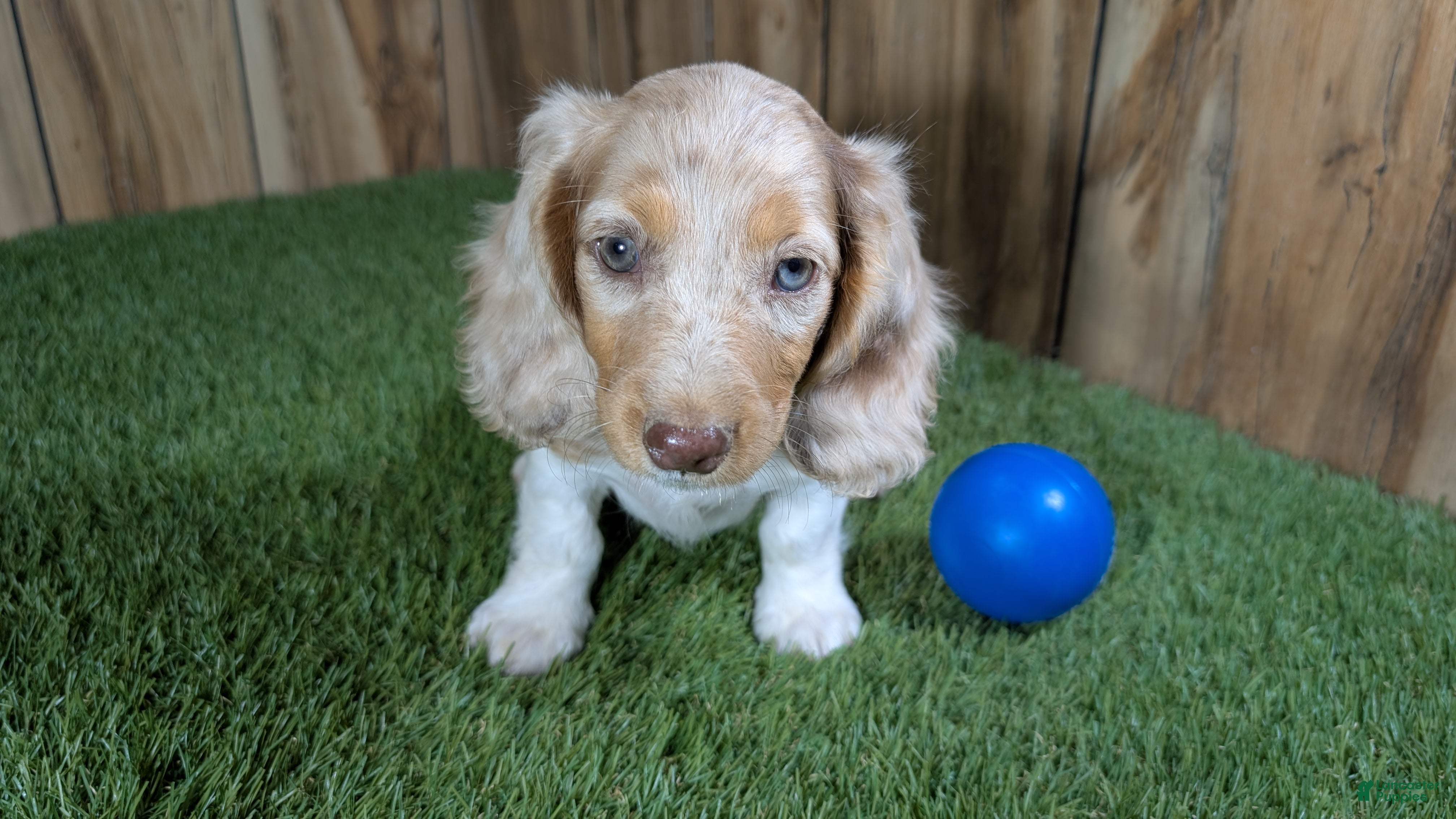 Miniature Dachshund dogs Sweetie Boy 4 - Ad 2