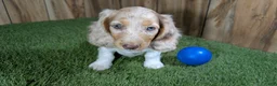 Miniature Dachshund dogs for sale: Sweetie Boy 4 - Ad 2