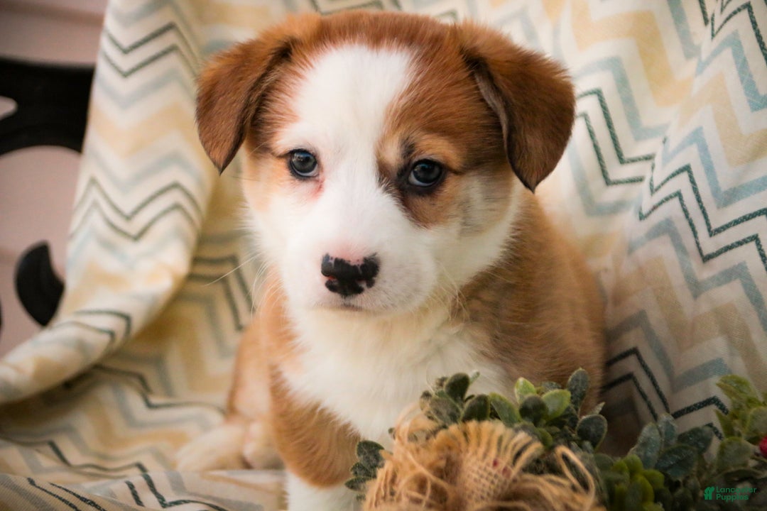 Welsh Corgi Pembroke dogs for sale: Biscuit - Ad 1