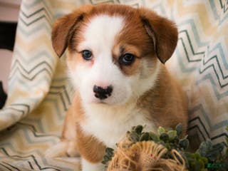 Welsh Corgi Pembroke dogs Biscuit - Ad 42