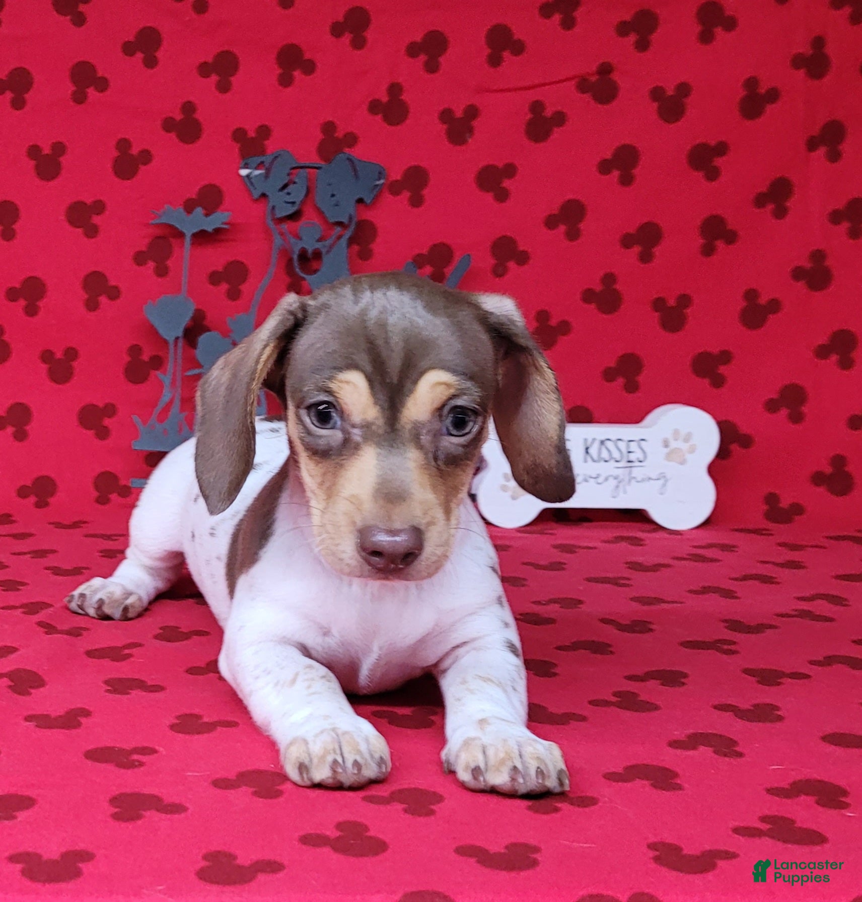 Miniature Dachshund dogs AKC Chloe *Delivery Available* - Ad 2