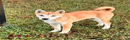 Shiba Inu dogs for sale: Mochi - Ad 3