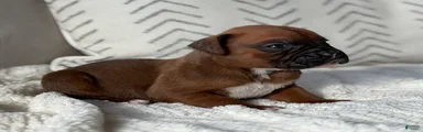 Remi