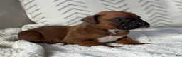 Boxer dogs for sale: Remi - Ad 1