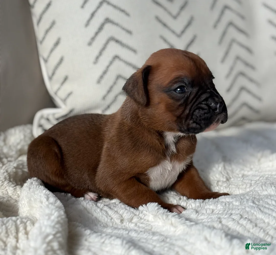 Boxer dogs for sale: Remi - Ad 1