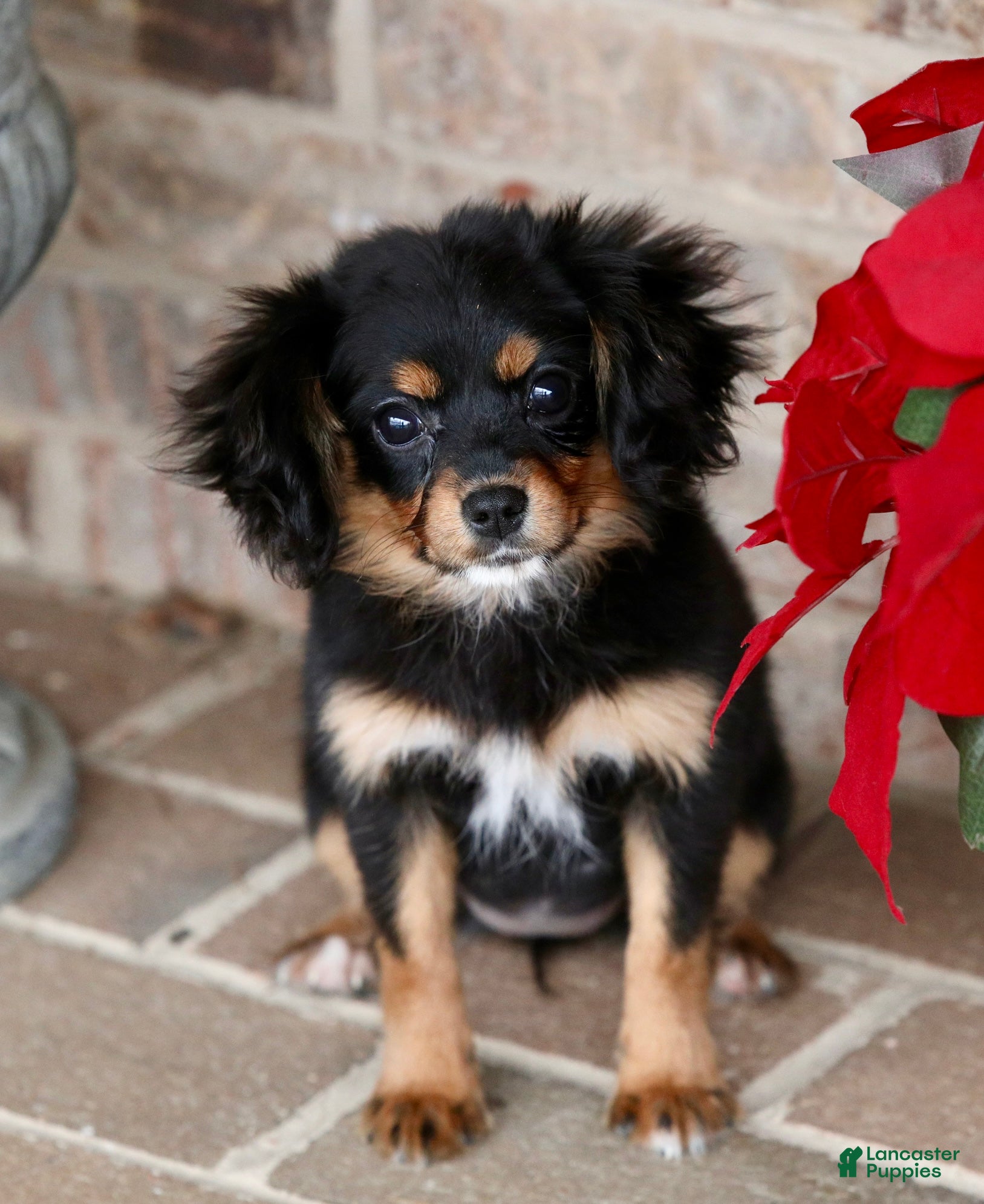 Mixed Breed dogs Cavalon Midnight - Ad 1