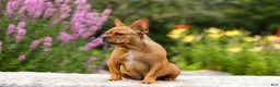 French Bulldog dogs for sale: Diesel - Ad 18