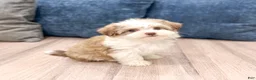 Havanese dogs for sale: Dolly - Ad 3