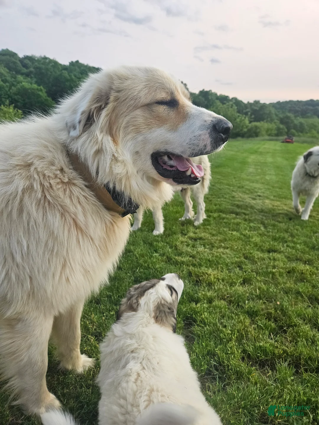Great Pyrenees dogs for sale: Rudolph - Ad 7