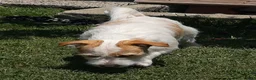 Jack Russell Terrier dogs for sale: Jack Russell Terrier 1 - Ad 5
