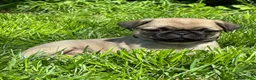 Pug dogs for sale: Bella - Ad 12