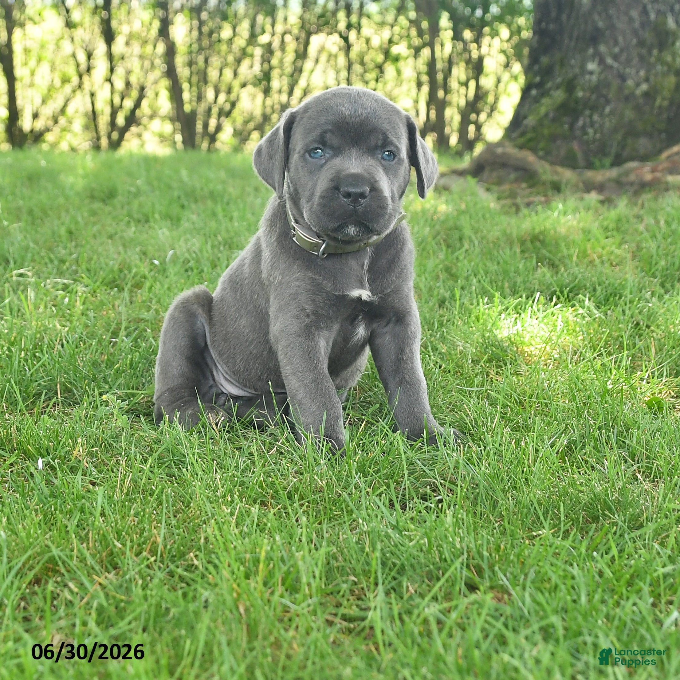 Cane Corso dogs Robin - Ad 1