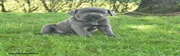 Cane Corso dogs for sale: Robin - Ad 1