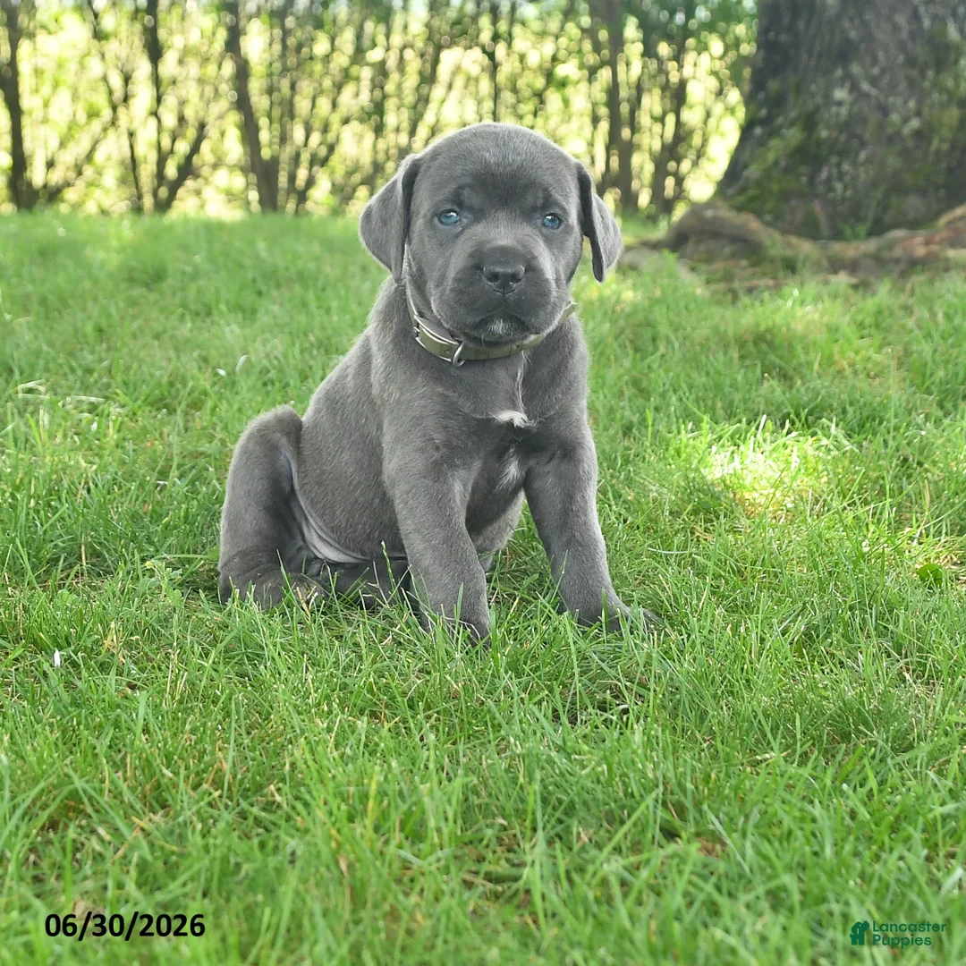 Cane Corso dogs for sale: Robin - Ad 1