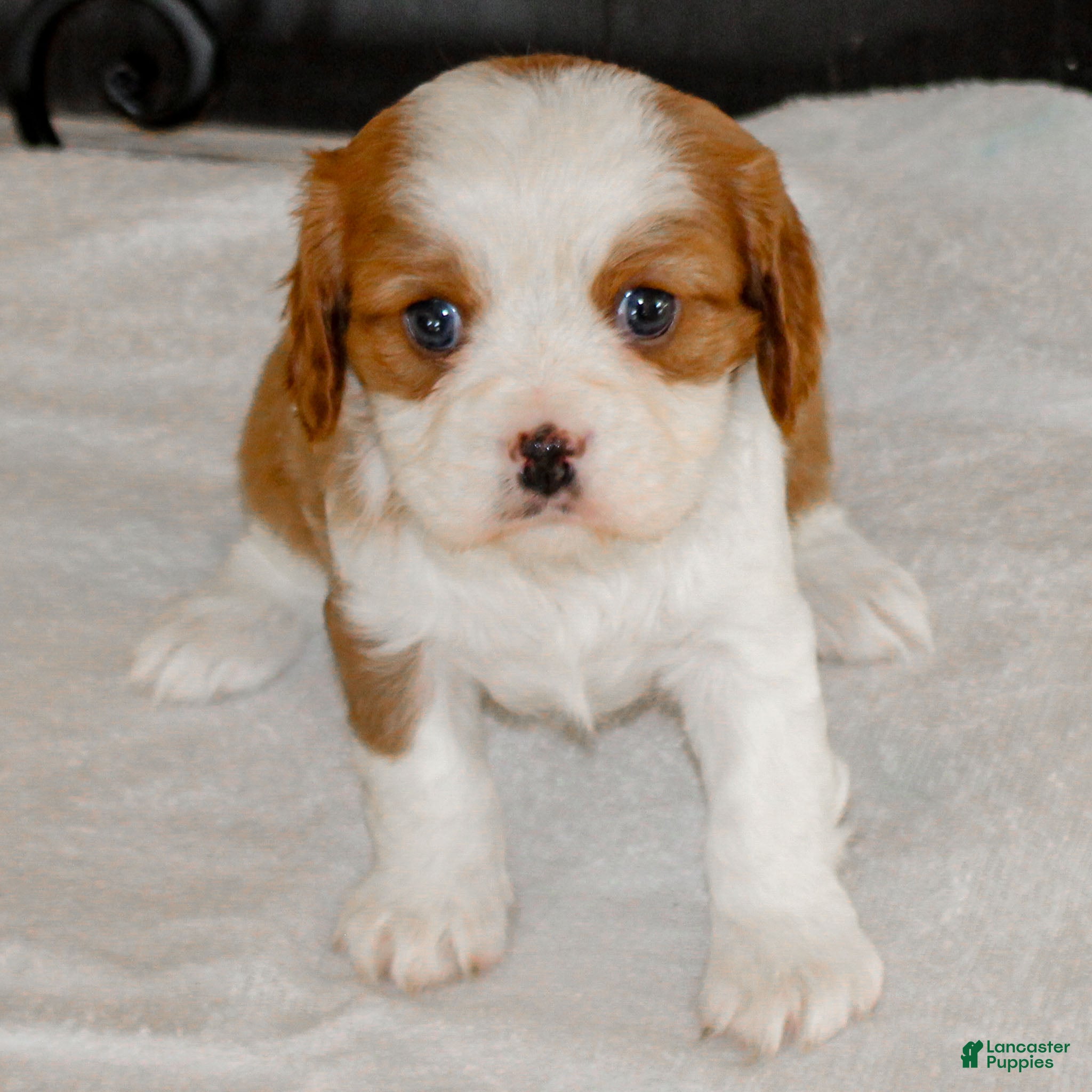 Cavalier King Charles Spaniel dogs Noah - Ad 4