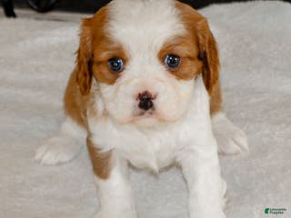 Cavalier King Charles Spaniel dogs Noah - Ad 4