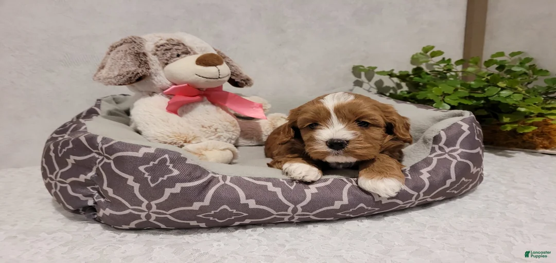 Gallery Image {{count}}