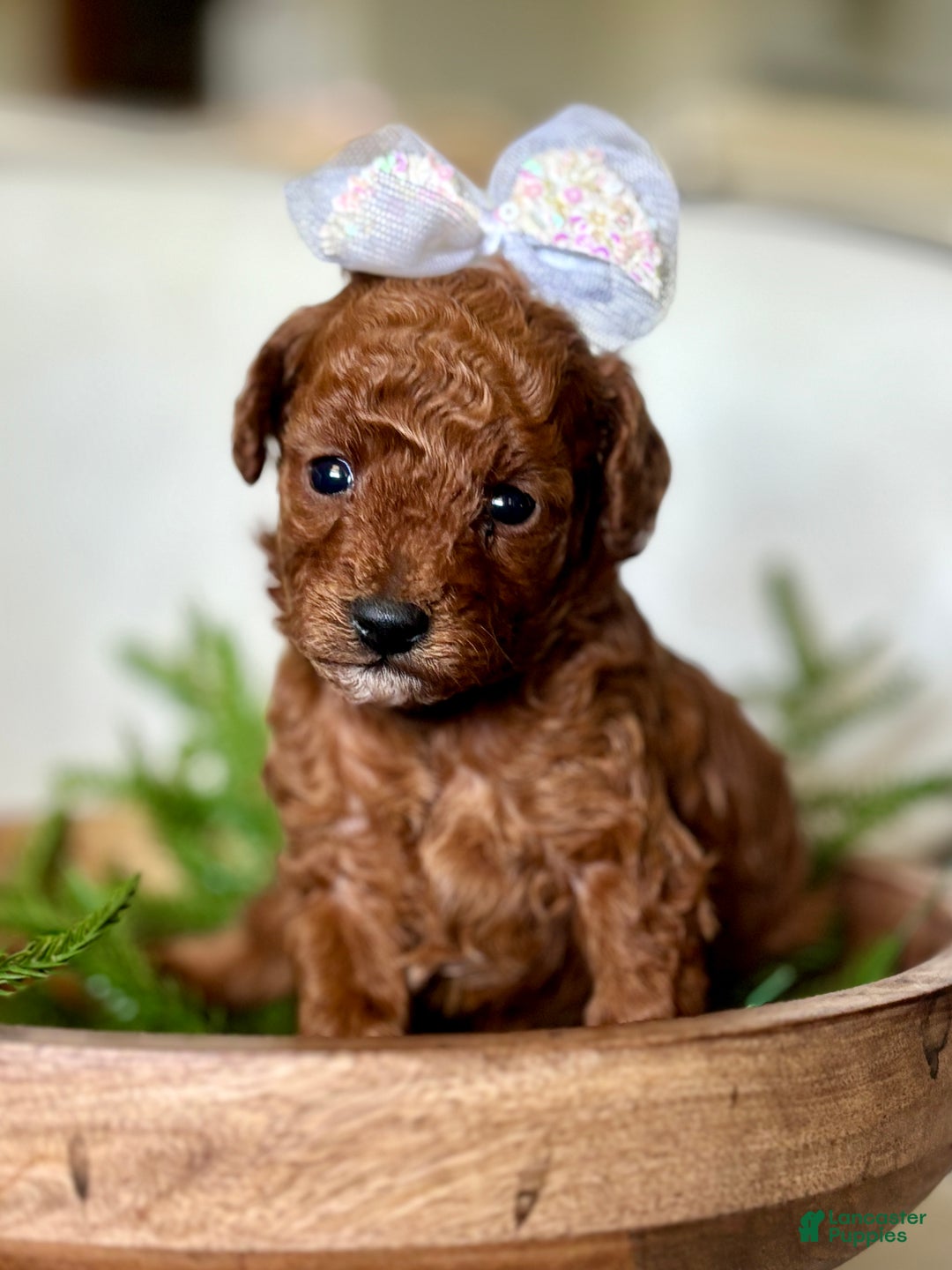 Toy Poodle dogs for sale: Wisper - Ad 5