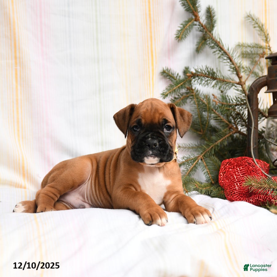 Boxer dogs Kringle - Ad 26