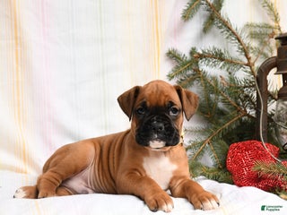 Boxer dogs Kringle - Ad 35
