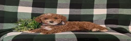 Miniature Poodle dogs for sale: Whelan 11 lbs Full Grown - Ad 4