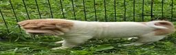 Shar Pei dogs for sale: Leo lilac flower brush mini - Ad 6