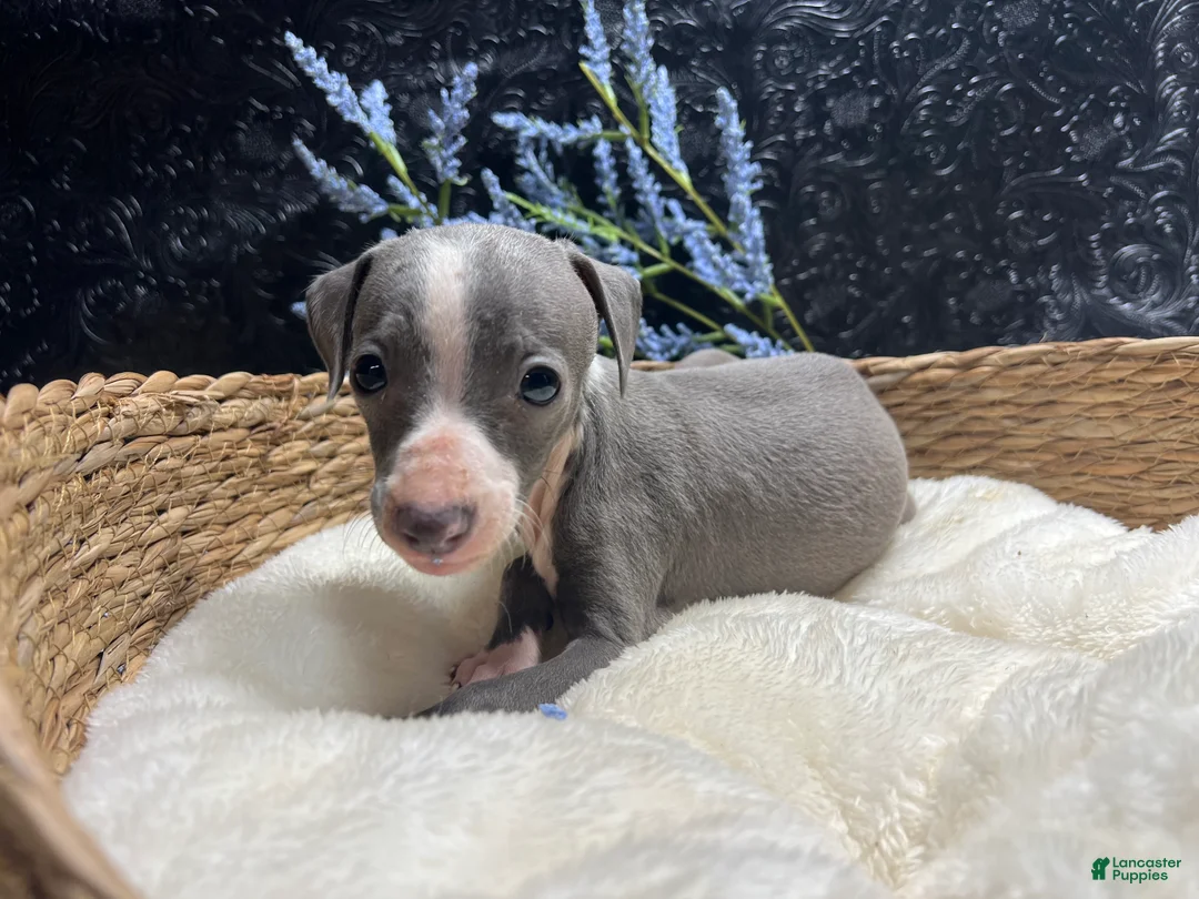 Italian Greyhound dogs for sale: Italian Greyhound 3 - Ad 8