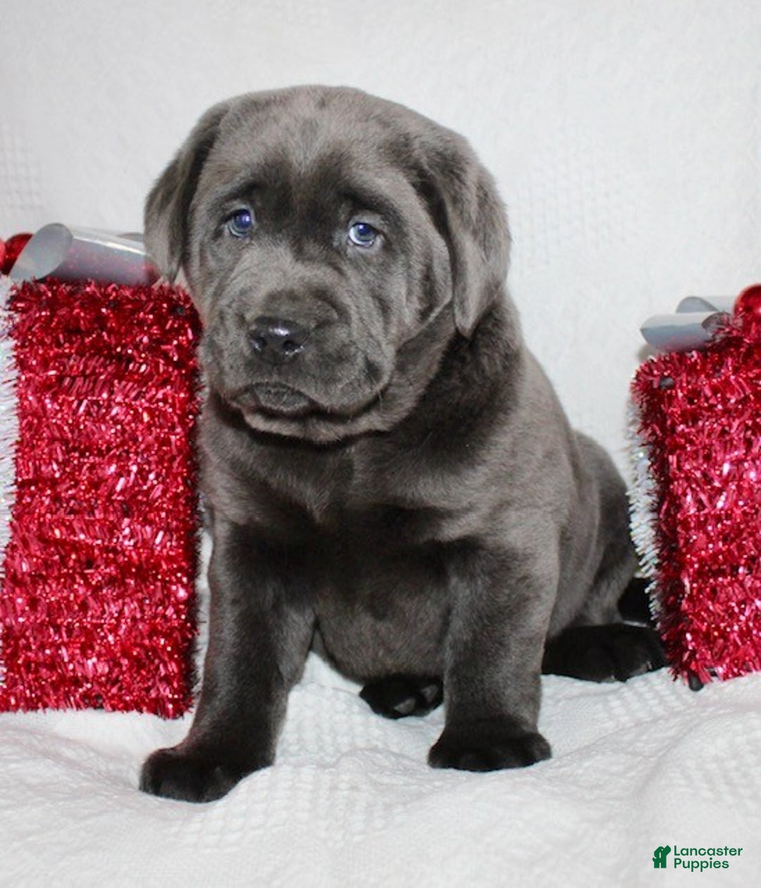 Labrador Retriever dogs for sale: Rosco - Ad 3