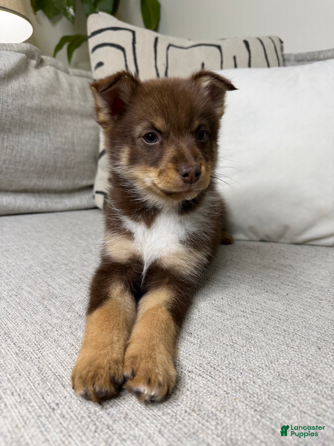 Pomsky dogs for sale: Dotty - Ad 15