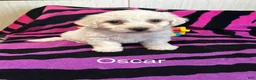 Bichon Frise dogs for sale: Bichon Frise 2 Oscar - Ad 2