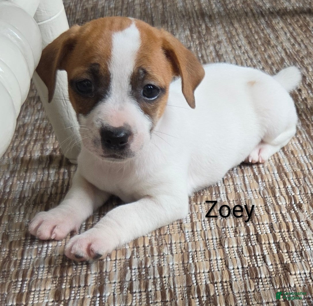 Jack Russell Terrier dogs Zoey  - Ad 2