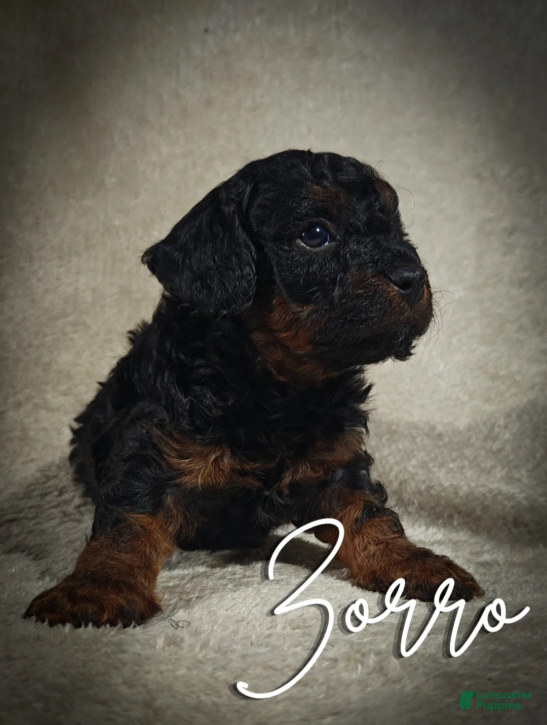 Cavapoo dogs for sale: Zorro (Micro Cavapoo) - Ad 1