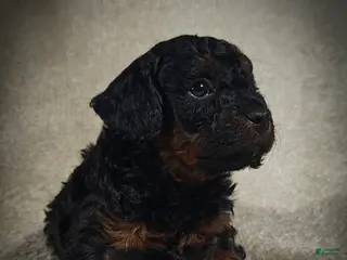 Cavapoo dogs for sale: Zorro (Micro Cavapoo) - Ad 4