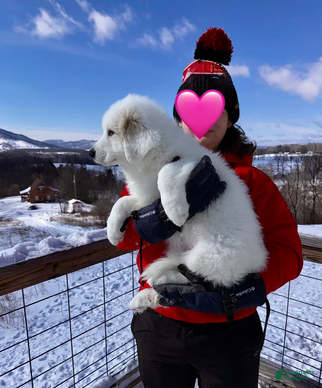 Great Pyrenees dogs for sale: Great Pyrenees Puppy 3 - Ad 1