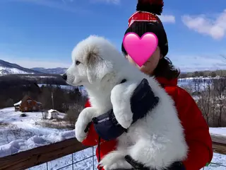 Great Pyrenees dogs Great Pyrenees Puppy 3 - Ad 14