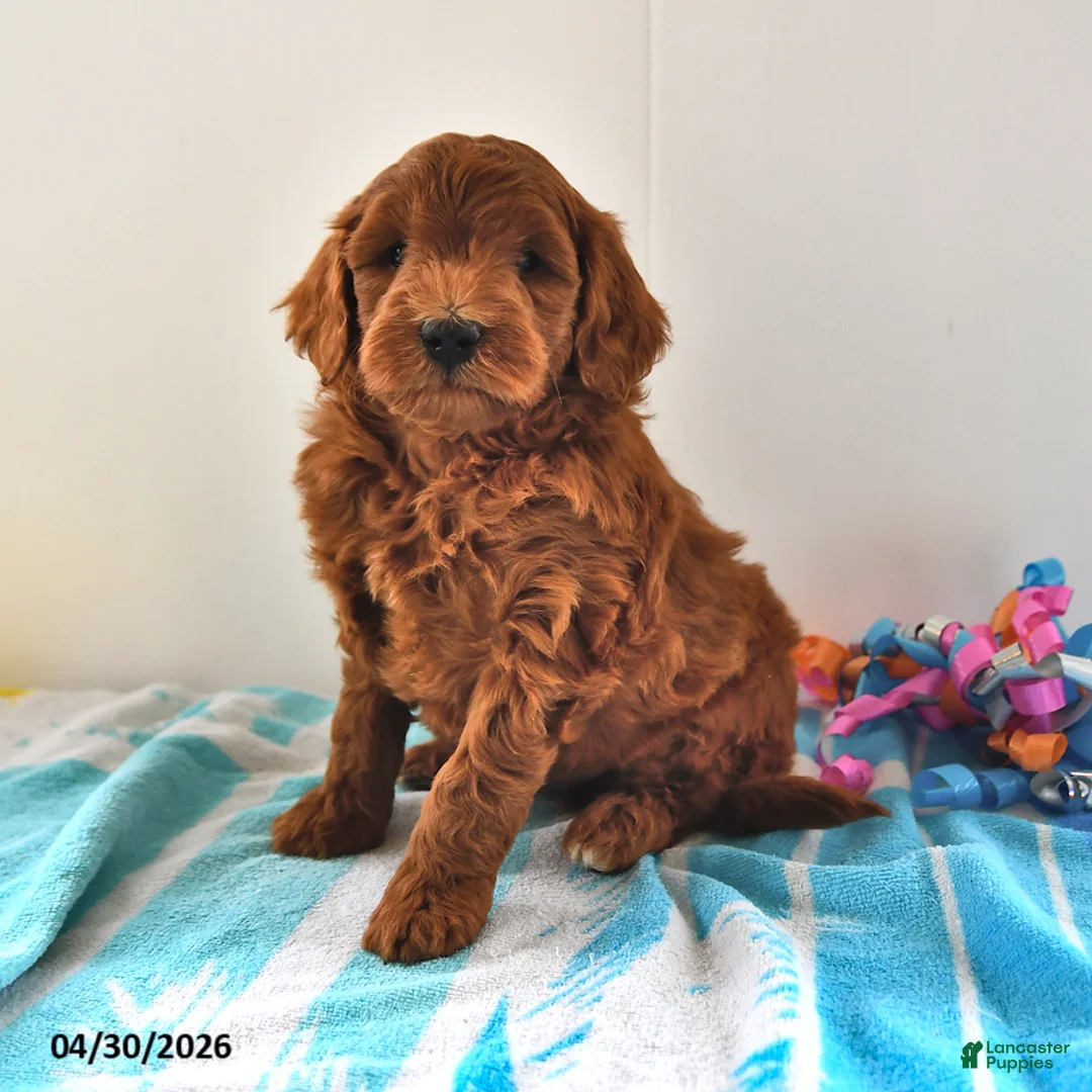 Mini Goldendoodle dogs for sale: Sawyer - Ad 1