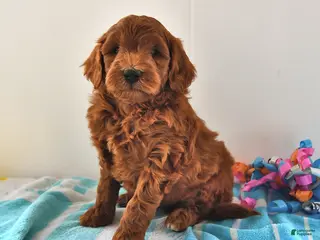 Mini Goldendoodle dogs for sale: Sawyer - Ad 3