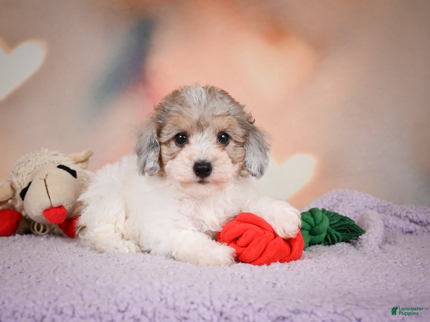 Maltipoo dogs Jasper - Ad 2