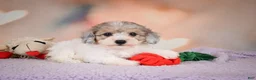 Maltipoo dogs for sale: Jasper - Ad 8