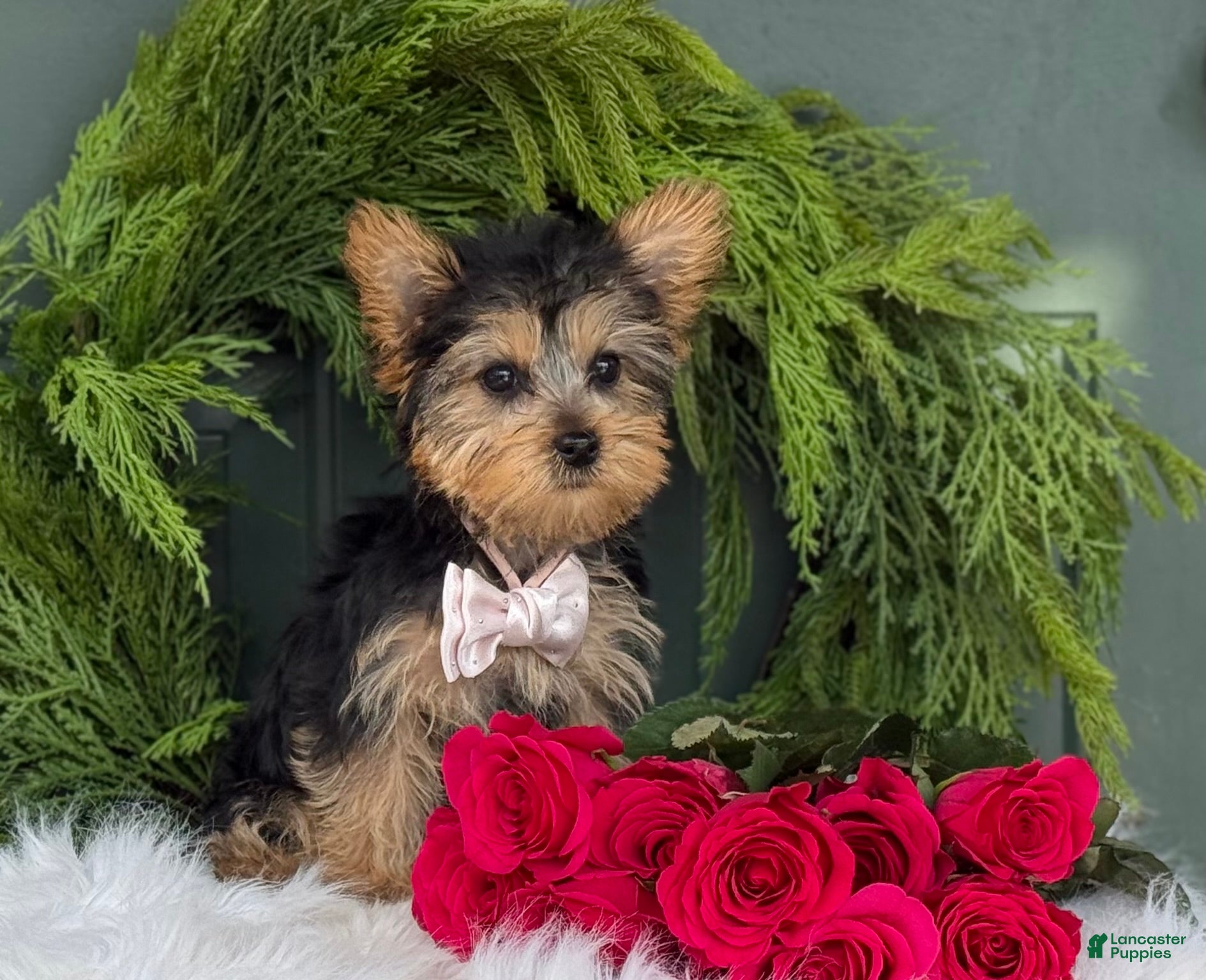 Yorkshire Terrier dogs Rose - Ad 34