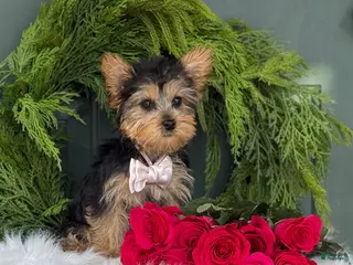 Yorkshire Terrier dogs Rose - Ad 25