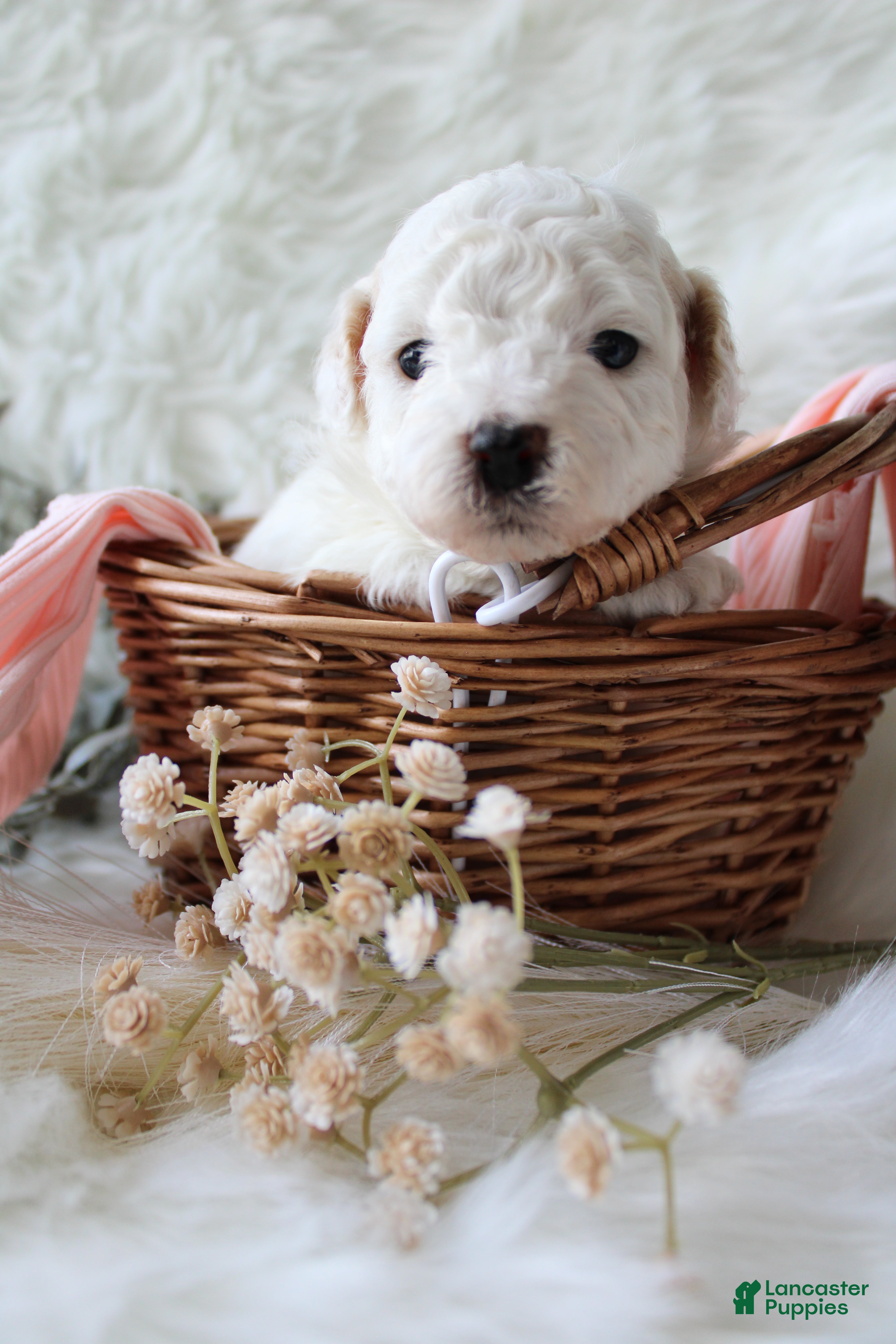 Bichpoo dogs Sable - Ad 2