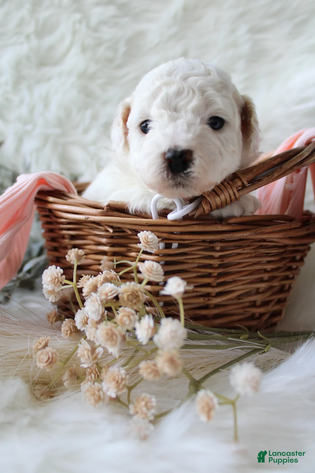 Bichpoo dogs for sale: Sable - Ad 2