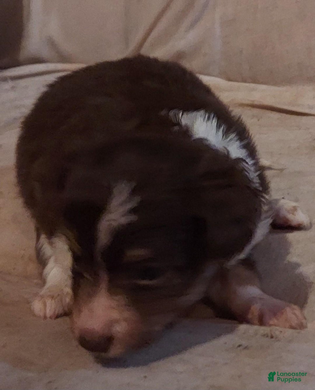 Toy Australian Shepherd dogs for sale: BEAU - Ad 4