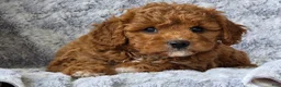 Cavapoo dogs for sale: Summer  - Ad 5