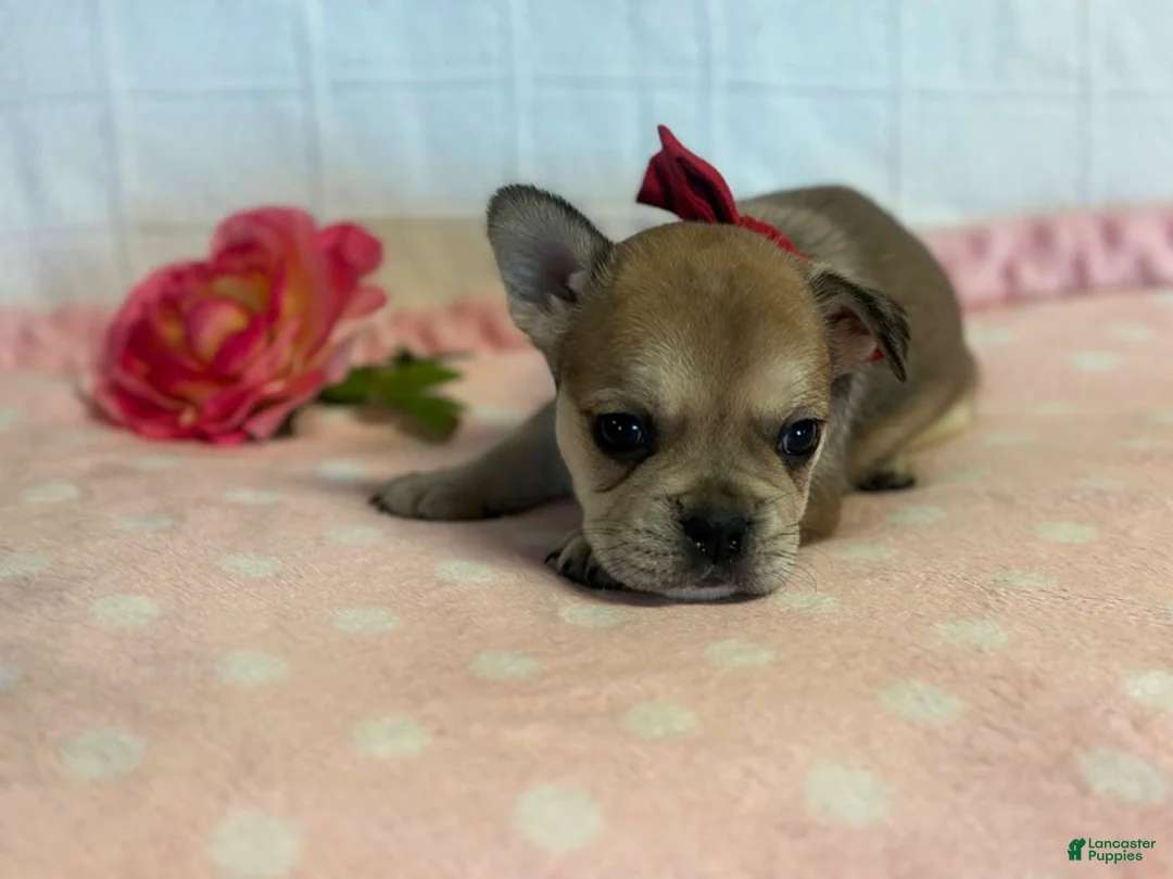 French Bulldog dogs for sale: Sugar Cane - Ad 1