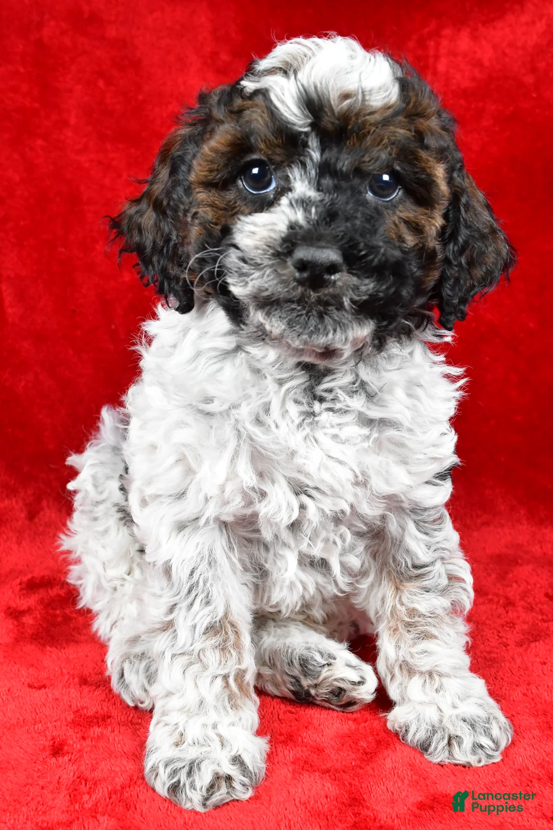 Cockapoo dogs for sale: Daxter - Ad 9